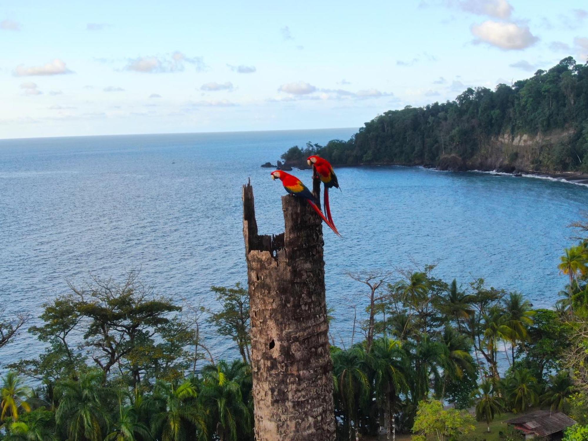 San Pedrillo Corcovado Wilderness Lodge By Scp מראה חיצוני תמונה